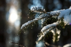 Frost-Zweig-Weihnachten